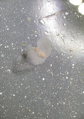 Gastropteron pacificum