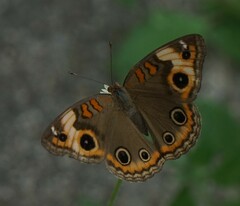 Junonia genoveva