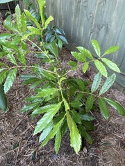 Davidsonia johnsonii