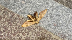 Clanis bilineata
