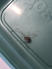 Cryptachaea gigantipes
