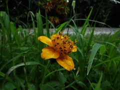 Sclerocarpus divaricatus