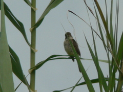 Empidonax albigularis