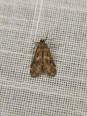 Hygraula nitens