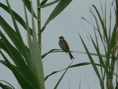 Empidonax albigularis