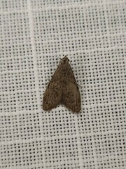 Nola pleurosema