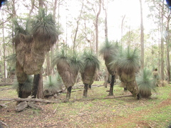 Xanthorrhoea glauca
