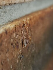 Glyphidoptera polymita