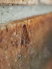 Glyphidoptera polymita