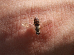 Toxomerus marginatus