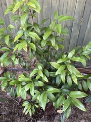 Backhousia citriodora