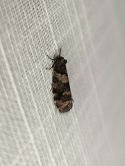 Lepidoscia heliochares