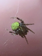 Araneus detrimentosus