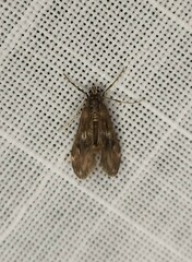Hygraula nitens