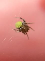 Araneus detrimentosus