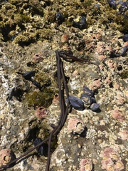 Nemalion elminthoides