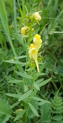 Linaria buriatica