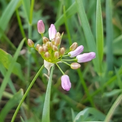 Allium anisopodium