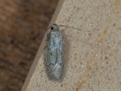 Blastobasis taurusella