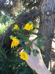 Sonchus arvensis