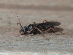 Poneracantha triangularis