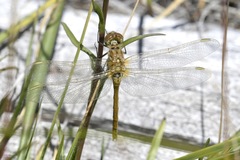 Sympetrum costiferum