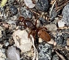 Lasius latipes