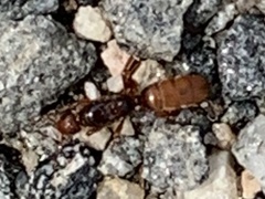 Lasius latipes
