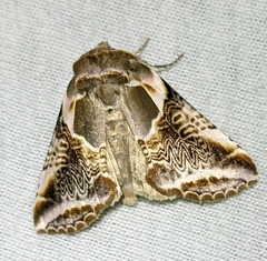 Habrosyne scripta