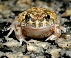 Humming Frog photo 2