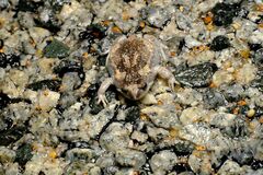 Pseudophryne guentheri