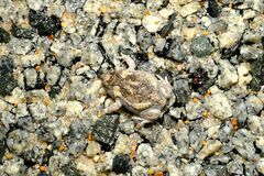 Pseudophryne guentheri