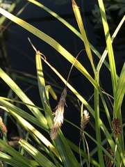 Carex macrochaeta