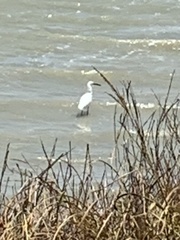 Egretta rufescens