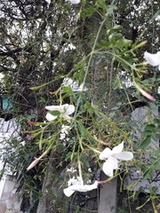 Jasminum officinale