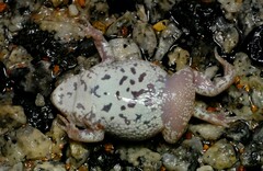 Pseudophryne guentheri