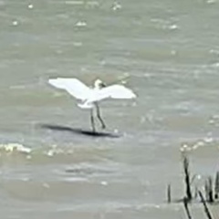 Egretta rufescens