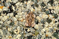 Pseudophryne guentheri