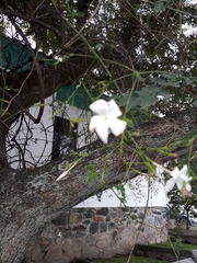Jasminum officinale