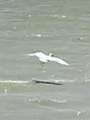 Egretta rufescens