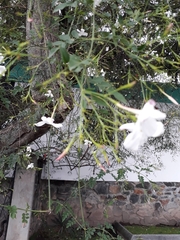 Jasminum officinale