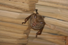 Macronycteris commersonii