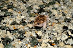 Pseudophryne guentheri