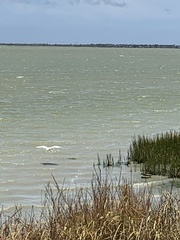 Egretta rufescens