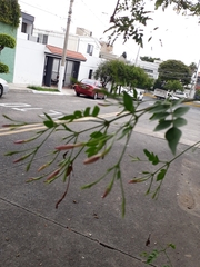 Jasminum officinale