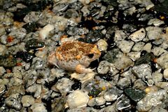 Pseudophryne guentheri