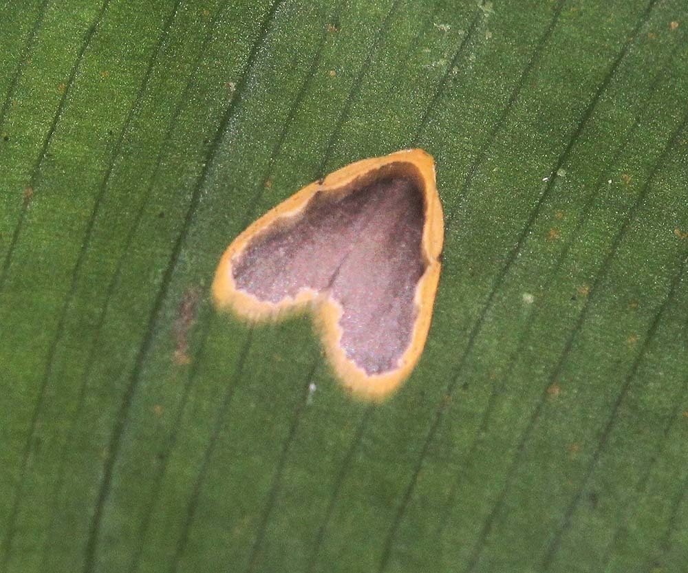 Diduga trichophora