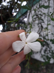 Jasminum officinale