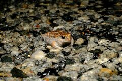 Pseudophryne guentheri