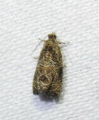 Olethreutes olivaceana